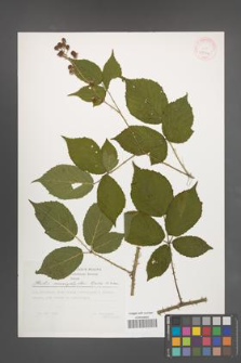 Rubus macrophyllus [KOR 29504]