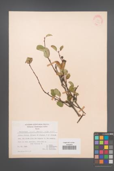 Amelanchier ovalis [KOR 20995]