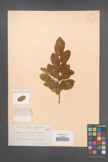 Amelanchier oblongifolia [KOR 396a]