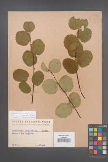 Amelanchier alnifolia [KOR 381]