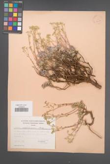 Alyssum masmenaeum [KOR 30070]
