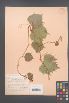 Ampelopsis vitifolia [KOR 23237]