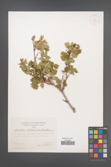 Ampelopsis orientalis [KOR 24999]