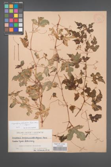 Ampelopsis glandulosa [KOR 368]