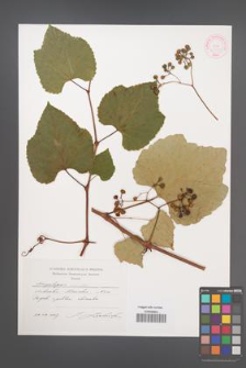 Ampelopsis bodinieri [KOR 45139]