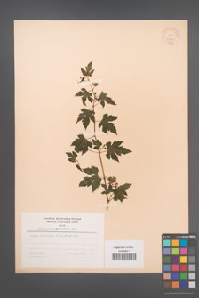 Ampelopsis aconitifolia [KOR 28212]