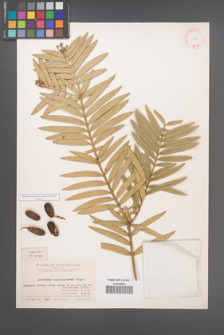 Amentotaxus argotaenia [KOR 11702]