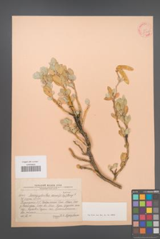 Ammopiptanthus nanus [KOR 23340]