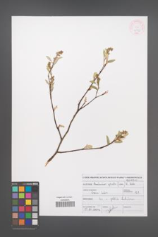 Amelanchier spicata [KOR 46922]