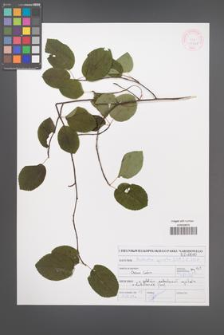 Amelanchier spicata [KOR 46921]