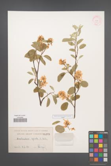 Amelanchier spicata [KOR 383]