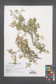 Amelanchier parviflora [KOR 47337]