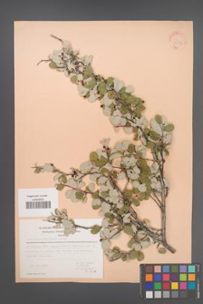Amelanchier parviflora [KOR 30059]