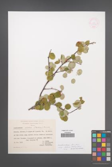 Amelanchier panviflora [KOR 54016]