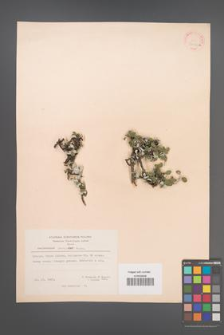 Amelanchier parviflora [KOR 20992a]