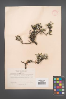 Amelanchier parviflora [KOR 20992]
