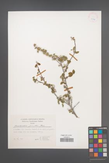 Amelanchier parviflora [KOR 25146]