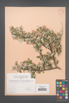 Amelanchier parviflora [KOR 30052]