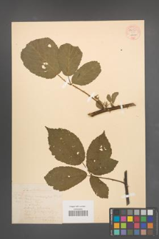 Rubus macrophyllus [KOR 54039]