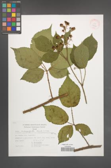Rubus macrophyllus [KOR 29467]