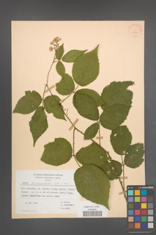 Rubus macrophyllus [KOR 30763]