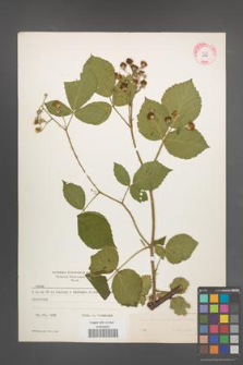 Rubus macrophyllus [KOR 8880]