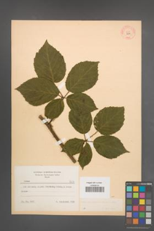 Rubus macrophyllus [KOR 8634]