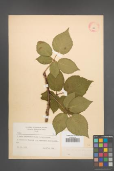 Rubus macrophyllus [KOR 8635]