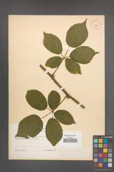 Rubus macrophyllus [KOR 8632]