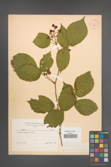 Rubus macrophyllus [KOR 8636]