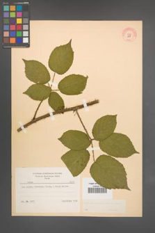 Rubus macrophyllus [KOR 8671]