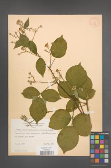 Rubus marssonianus [KOR 8718]
