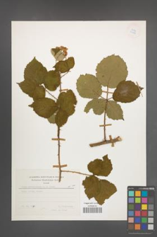 Rubus marssonianus [KOR 24886]