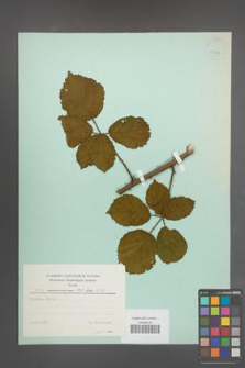 Rubus marssonianus [KOR 23598]