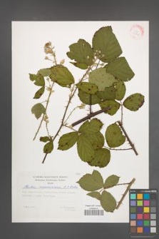 Rubus marssonianus [KOR 29396]