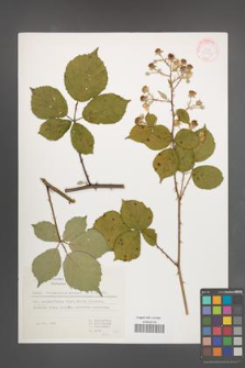 Rubus marssonianus [KOR 31567]