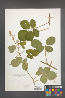 Rubus marssonianus [KOR 30754]