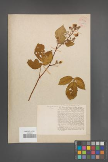 Rubus melanoxylon [KOR 54042]