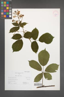 Rubus micans [KOR 43699]