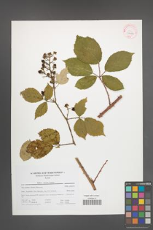 Rubus micans [KOR 41459]