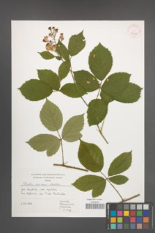 Rubus micans [KOR 39958]