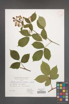 Rubus micans [KOR 39954]