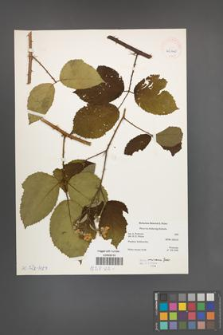 Rubus micans [KOR 40140]