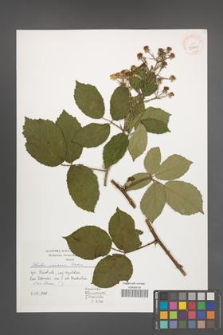 Rubus micans [KOR 39961]