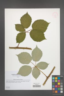 Rubus moestus [KOR 51832]