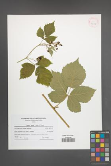 Rubus mollis [KOR 42102]