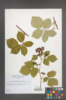 Rubus mollis [KOR 51818]