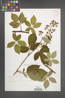 Rubus macromontanus [KOR 29464]