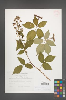 Rubus macromontanus [KOR 29483]