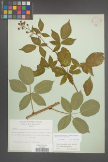 Rubus macromontanus [KOR 22552]